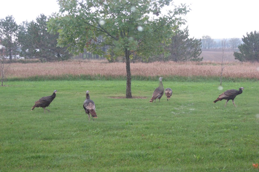 ../image/turkeys in oct in front yard 2.jpg